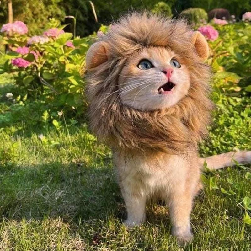 Pet Cat Decor Accessories Lion Wig